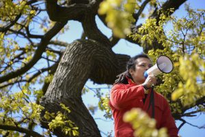 person on a tree using a megaphone