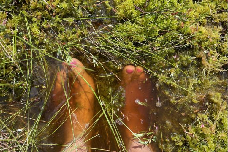 Two feet with pink pained toenails submerged in a mossy bog