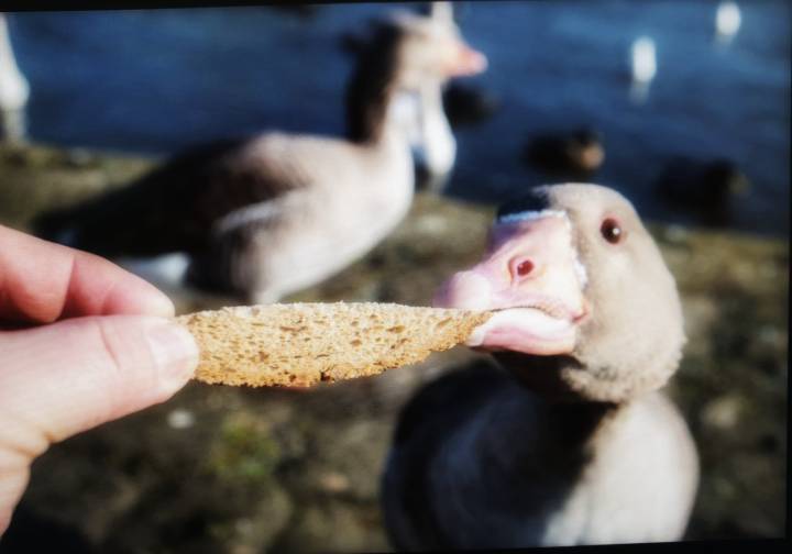 A hand feeds bread to a duck