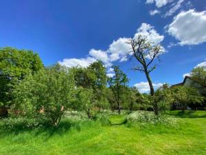 an orchard and bright blue sky with clouds in the backgroud
