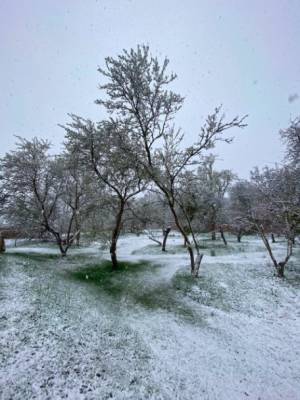an orchard covered white with snow