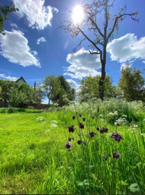 a potrait photo of an orchard and bright blue sky with white clouds