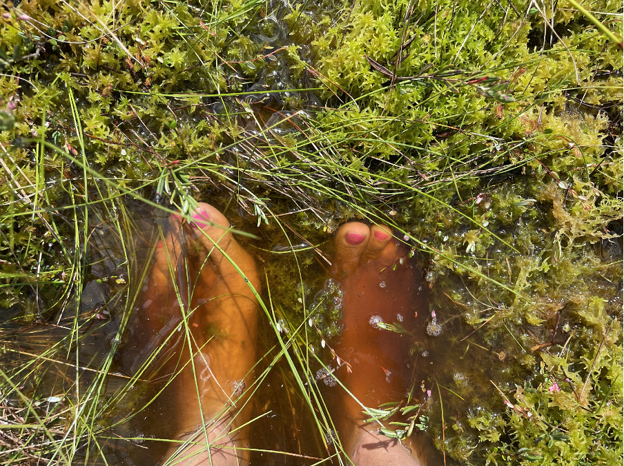 Two feet with pink painted toenails are submerged in a bog