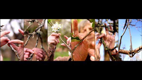A landscape compilation of six stills from the Orchard Portrait video installation. Each still is of a hand touching different branch. Above the image reads 'Rosemary Lee, Orchard Portraits' and below the image reads '29 July - 2 November, West Horsley Place'