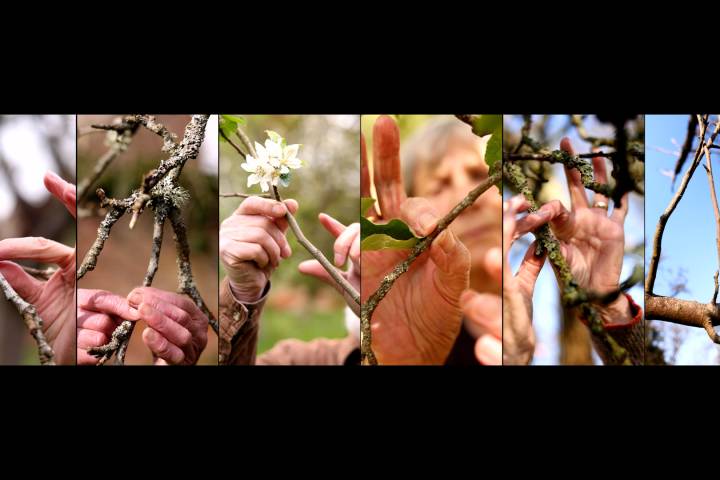 A landscape compilation of six stills from the Orchard Portrait video installation. Each still is of a hand touching different branch. Above the image reads 'Rosemary Lee, Orchard Portraits' and below the image reads '29 July - 2 November, West Horsley Place'