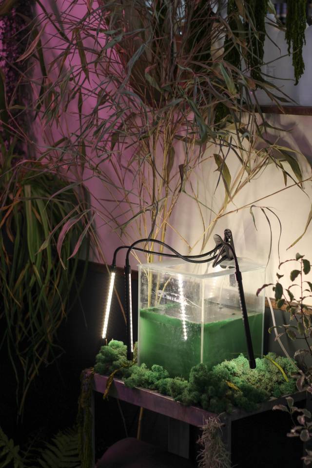 an image of a clear square tank within forest. It is filled with an opaque green liquid and spotlit by some thin lamps.