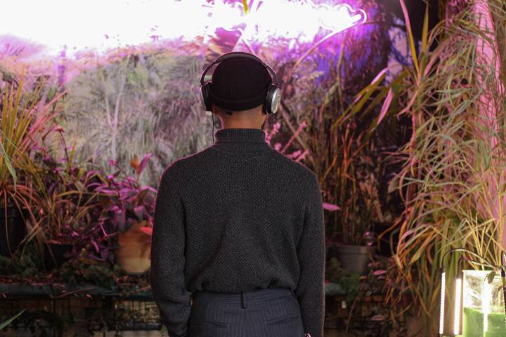 an image of a person within forrest. They are facing away from the camera and wearing a pair of headphones. They are surrounded with plants and moss and are lit by a warm pink light, hanging on the wall in front of them.
