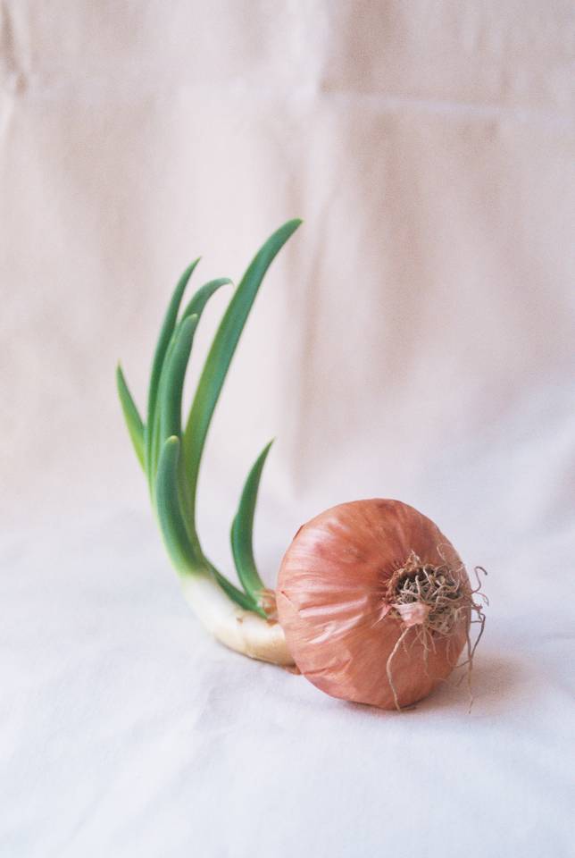 An image by Johanna Tagada Hoffeck of an onion with its original green roots still attached. It is shot in soft daylight on a white sheet background.