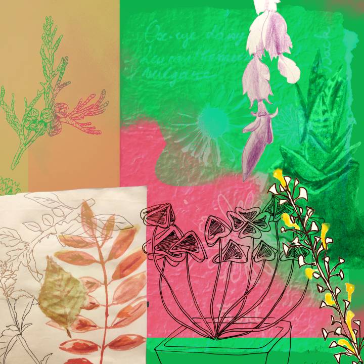 A digital collage of drawings of plants from a past drawing workshop with a predominantly pink and green colour palette.